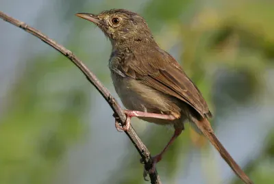 Prinia sylvatica