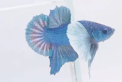 0l6[