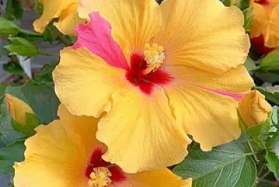 flores