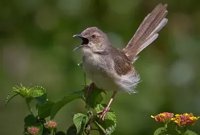 Prinia della jungle