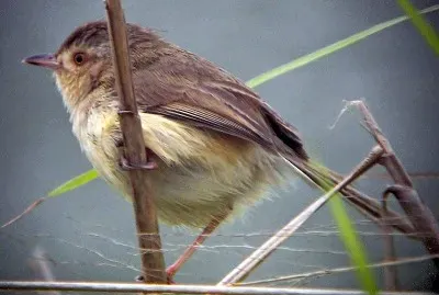 Prinia disadorna