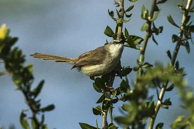 Prinia della somalia