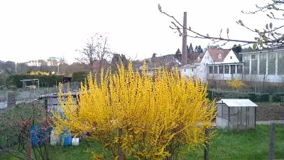 lente