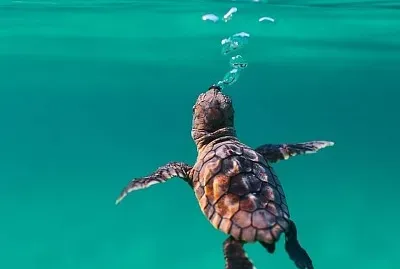 natural jigsaw puzzle