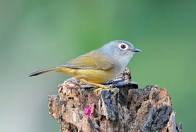 Fulvetta guancegrigie
