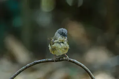 Fulvetta dalle guacebrune