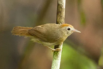 Stachyris rodolphei