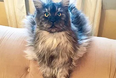 Jacks Bear the Maine Coon