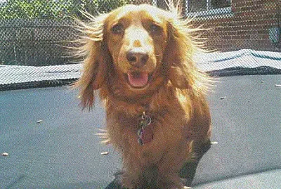 Bad Hair Dachshund jigsaw puzzle