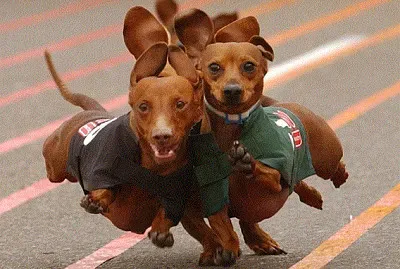 Hot Dog Racing jigsaw puzzle