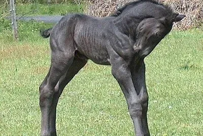 colt