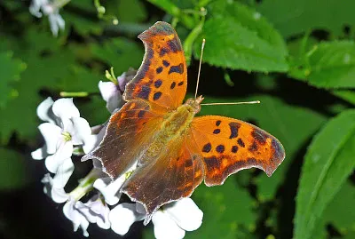 Polygonia interrogationis
