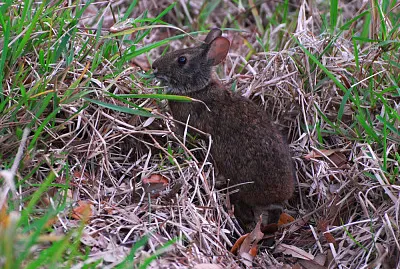 Sylvilagus palustris