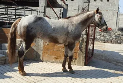 extraÃ±o color del potrillo