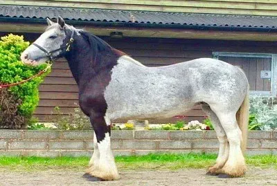gran percheron