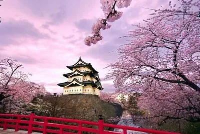 Temple et cerisier, Japon