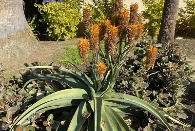 Nature jigsaw puzzle