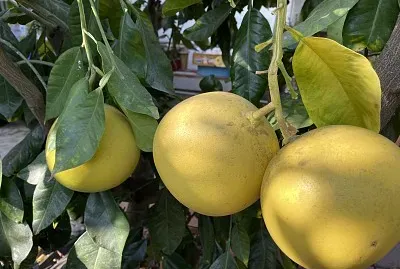 Fruit
