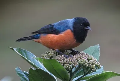 Conibecco dorsoblu