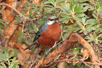 Conibecco gigante