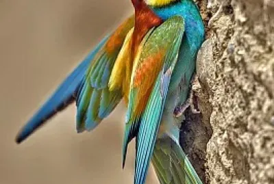 natural