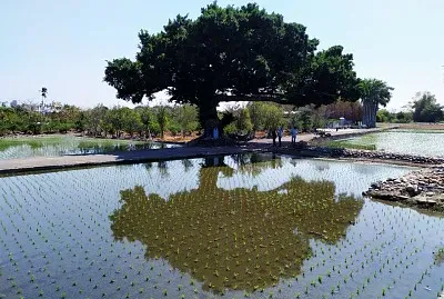 å°ä¸­é‡‘åŸŽæ­¦æ¨¹