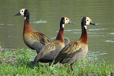 Patos SirirÃ­ Pampa