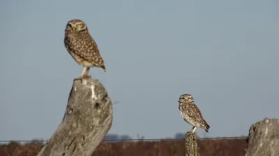 Lechucitas Vizcacheras