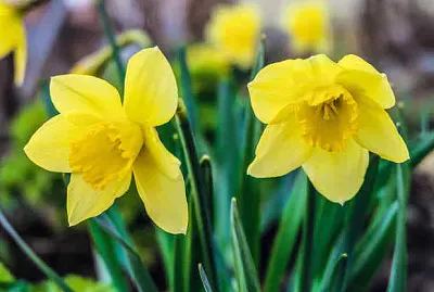 Jonquilles jigsaw puzzle