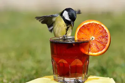 aperitivo cinciallegra