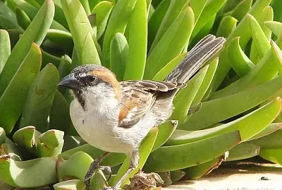 Passero di capo verde