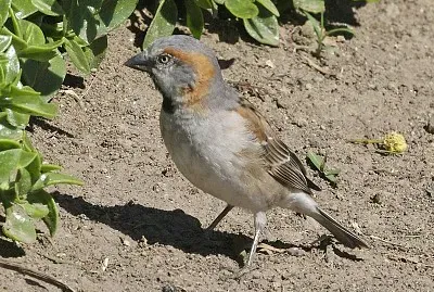 Passero rossiccio del kenia