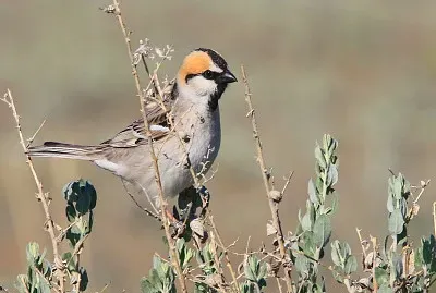 Passero de saxaul