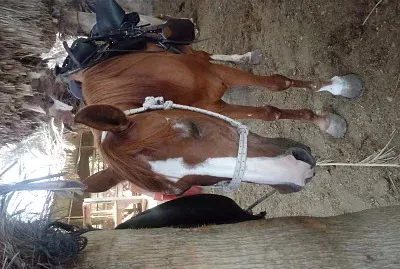 ×¡×•×¡×™×