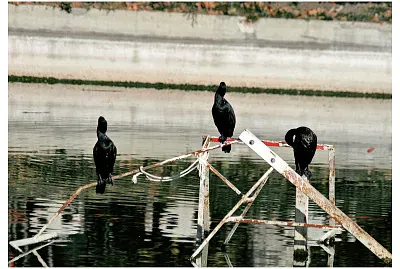 05 Cormoranes en el Lago de Casa de Campo