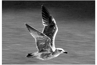 06 Gaviotas del Lago de la Casa de Campo jigsaw puzzle