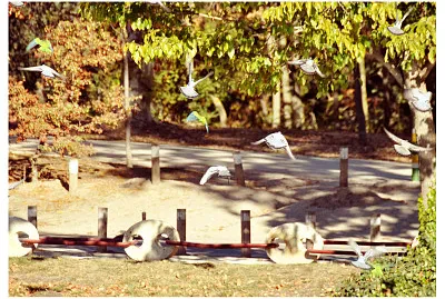 07 Aves del entorno del Lago de Casa de Campo jigsaw puzzle