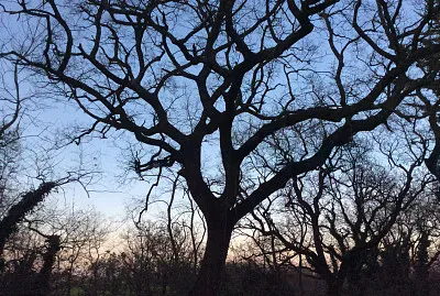 quercia