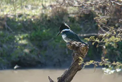 MartÃ­n Pescador Chico