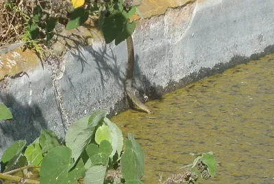 Culebra Tomando Agua