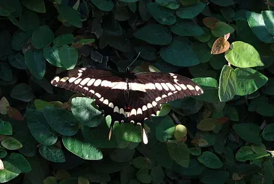 Mariposa Negra y Amarilla