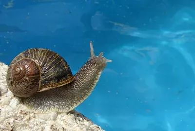 Caracol