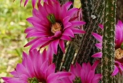 flores