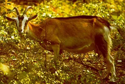 Selvatica di samotracia