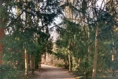 Bosque