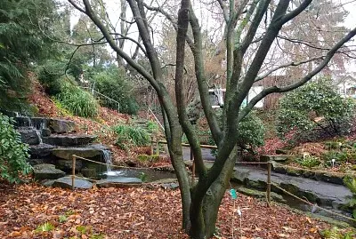 Jardin botanico Brunswich2