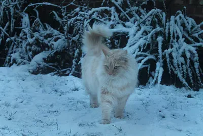 êœ±É´á´á´¡ á´„á´€á´›â„ï¸