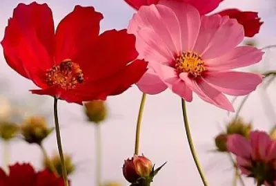 flores