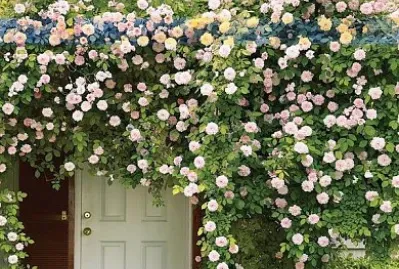 flores