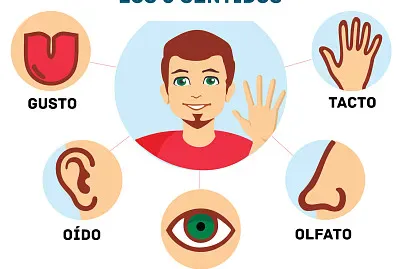 los 5 sentidos